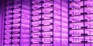 Plantas a la carta, otra ventaja del uso de iluminación LED en los invernaderos del futuro