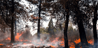 Un sistema de sensorización para prevenir incendios en zonas montañosas