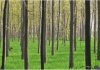 Nueva plataforma que lleva el concepto de `smart city´ al ámbito forestal, apoyado por Drones Nueva plataforma que lleva el concepto de `smart city´ al ámbito forestal, apoyado por Drones