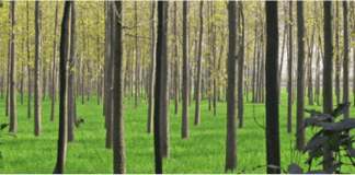 Nueva plataforma que lleva el concepto de `smart city´ al ámbito forestal, apoyado por Drones Nueva plataforma que lleva el concepto de `smart city´ al ámbito forestal, apoyado por Drones