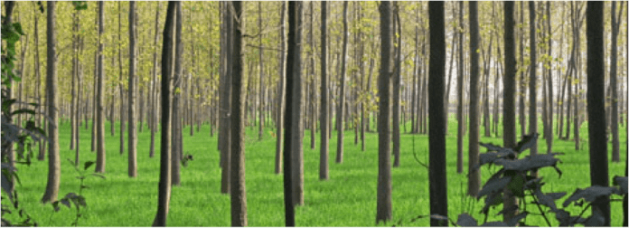 Nueva plataforma que lleva el concepto de `smart city´ al ámbito forestal, apoyado por Drones